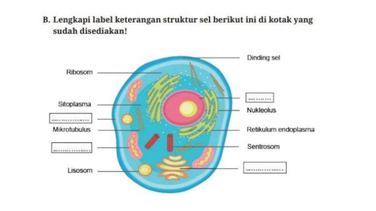 Ilustrasi diagram sel hewan