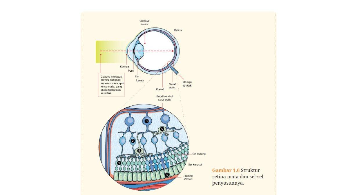 Gambar 1.6 Aktivitas 1.7 Halaman 14 Biologi SMA Kelas 11 Kurikulum Merdeka.