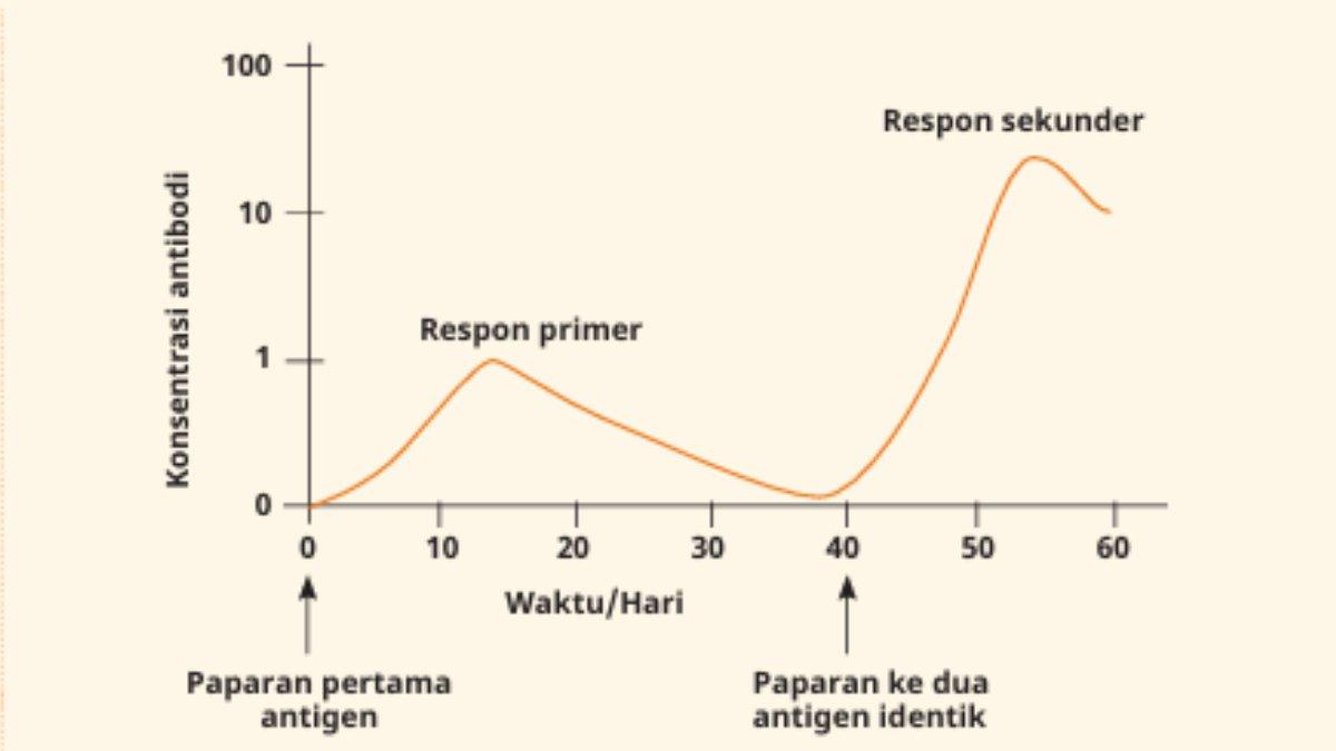 Tangkapan layar grafik perubahan jumlah konsentrasi antibodi dalam plasma darah seiring waktu sebagai respon terhadap dua periode infeksi. Gambar aktivitas 5.8 Halaman 151 buku Biologi kelas 11 SMA kurikulum merdeka.