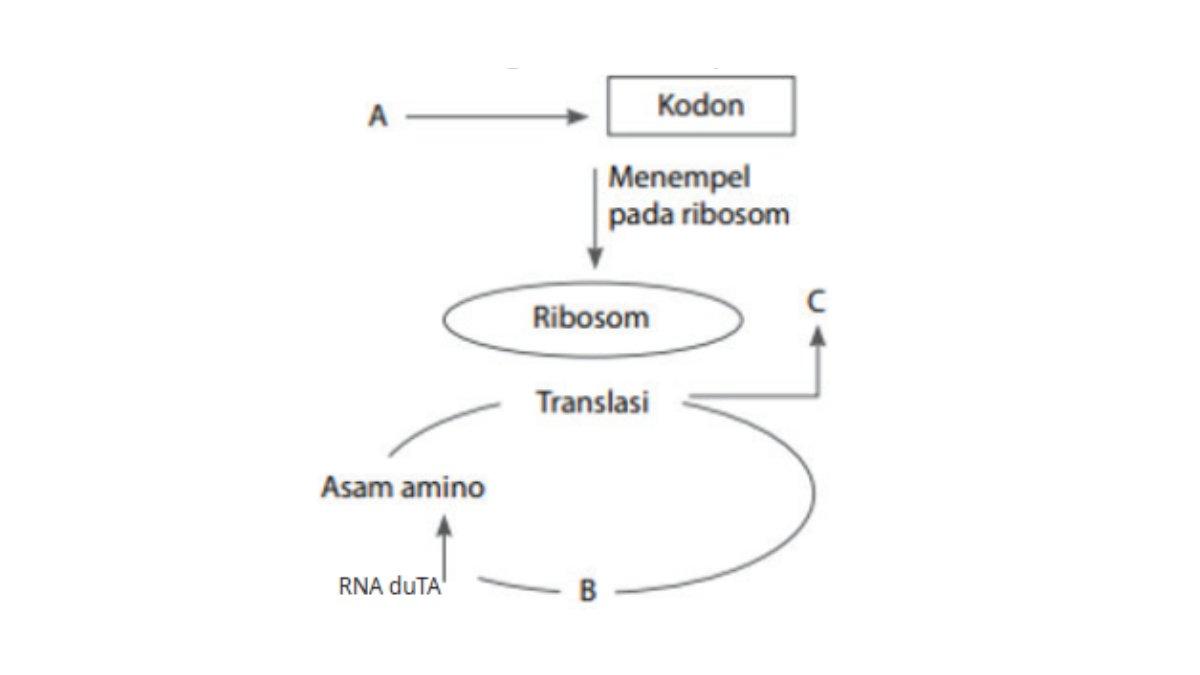 Gambar diagram sintesis protein pada soal nomor 9 Uji Kompetensi Biologi kelas 12 SMA kurikulum merdeka halaman 115.