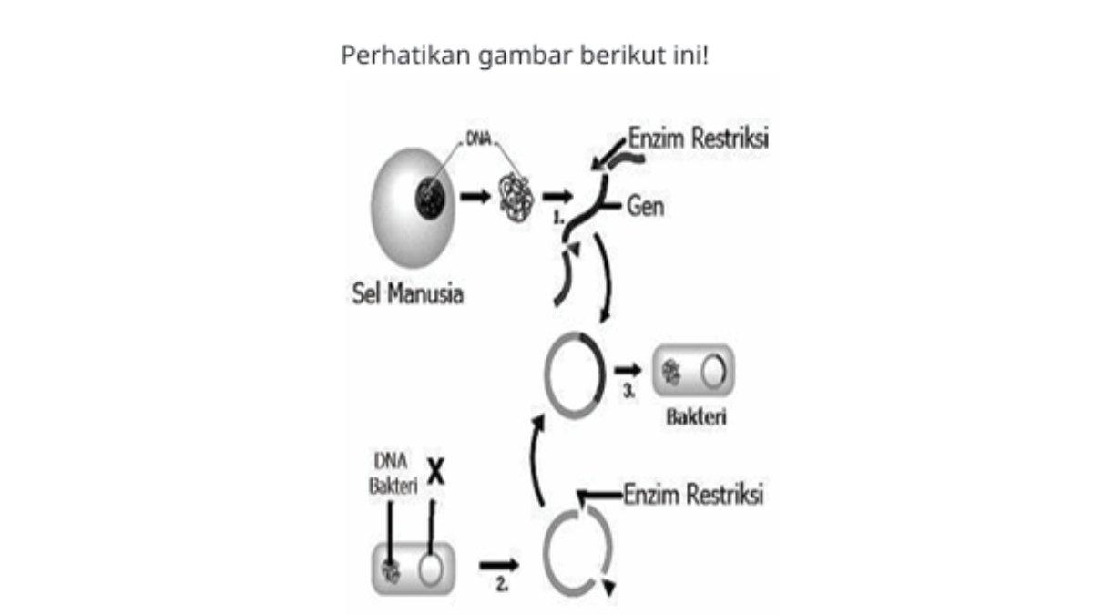 Gambar tahapan rekayasa genetika pada soal nomor 7 uji kompetensi bab 4 Biologi kelas 12 SMA kurikulum merdeka.