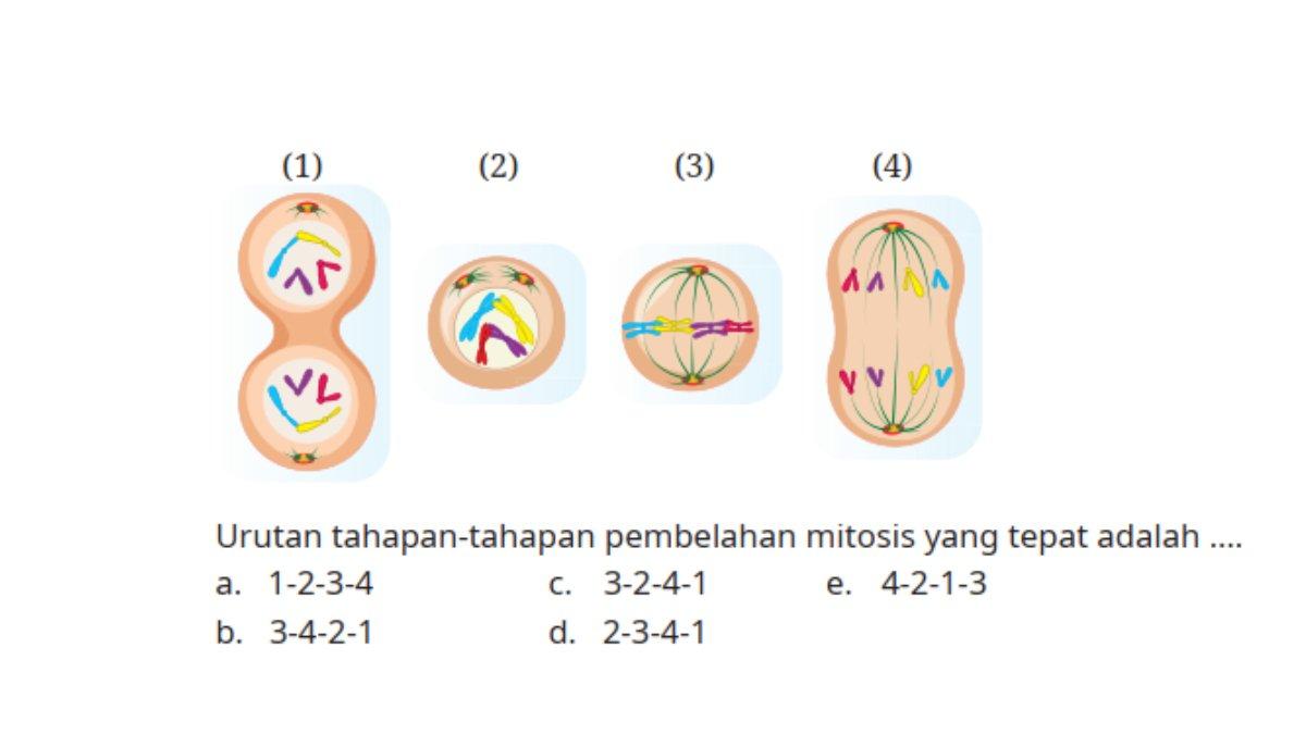 Gambar tahapan mitosis pada soal nomor 10 Uji Kompetensi Biologi kelas 12 SMA kurikulum merdeka halaman 115.