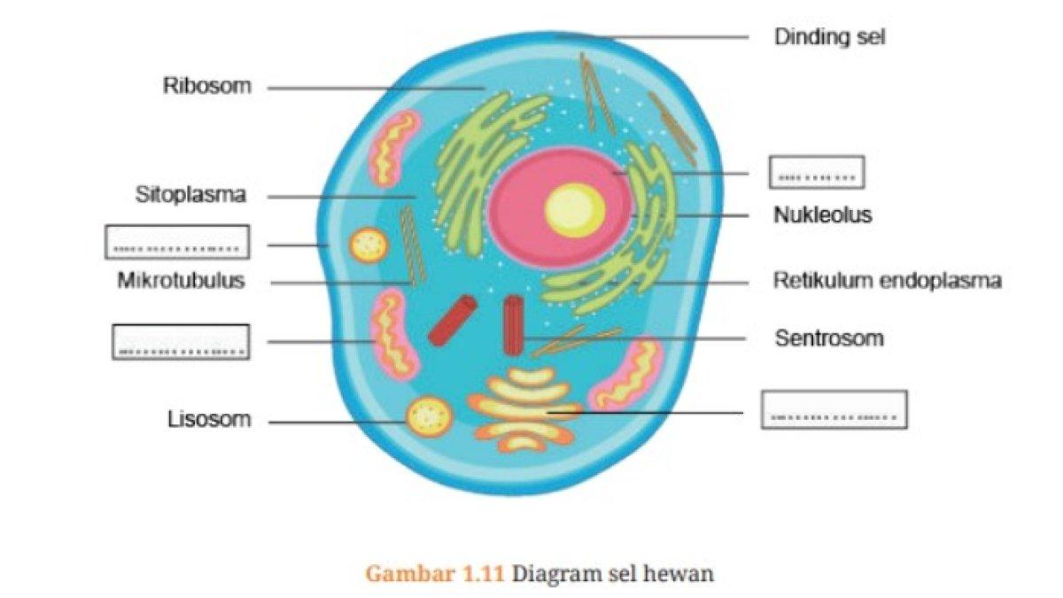Gambar untuk Soal Poin B.