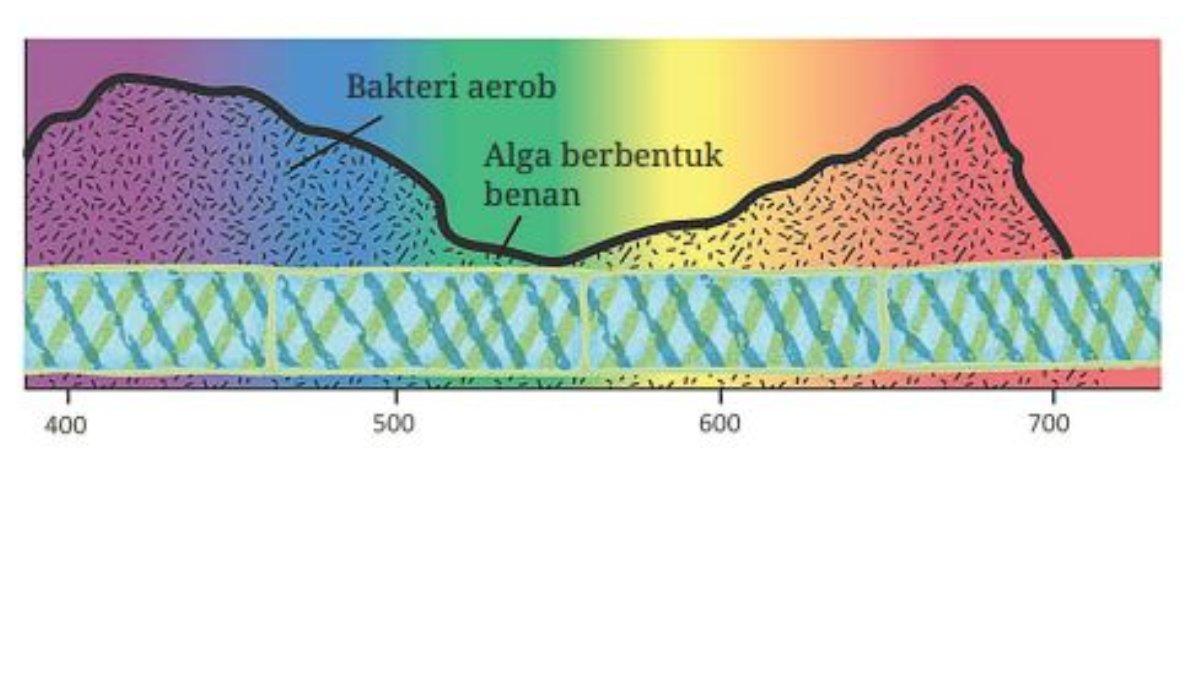 Hasil percobaan Engelmann soal nomor 10, terdapat pada Uji Kompetensi Bab 1 Halaman 53.