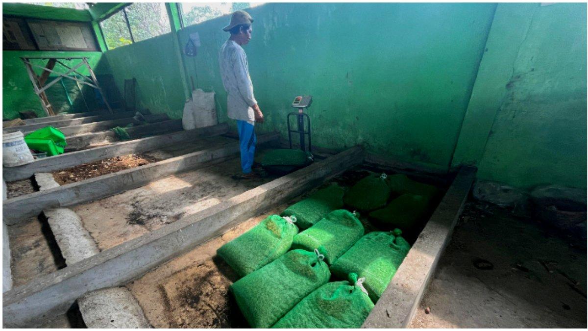 Karyawan BUMDes Tumang sedang memproduksi maggot yang siap dipasarkan.