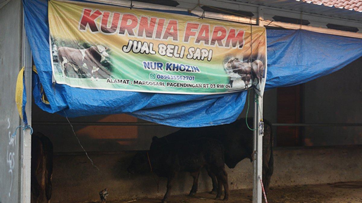 Kurnia Farm usaha jual beli sapi milik Nur Khozin warga Dusun Pagendingan, Desa Margosari, Kecamatan Patebon, Kabupaten Kendal, Jawa Tengah, pada Kamis (14/11/2024).