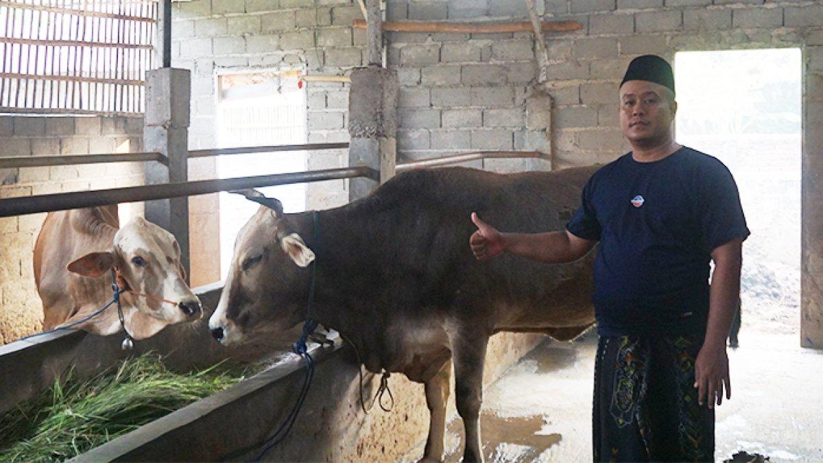 Penjual sapi Ahmad Sholikun berada di kandang sapi tidak jauh dari tempat tinggalnya di Dusun Pagendingan, Desa Margosari, Kecamatan Patebon, Kabupaten Kendal, Jawa Tengah, pada Kamis (14/11/2024).
