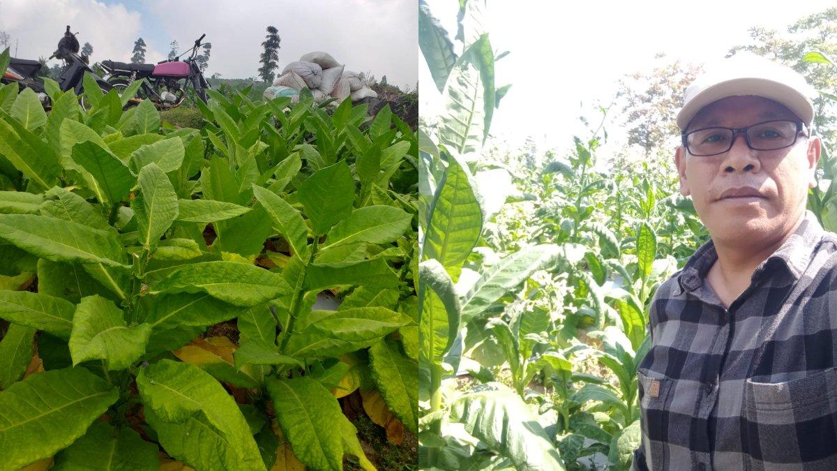 Petani Tembakau