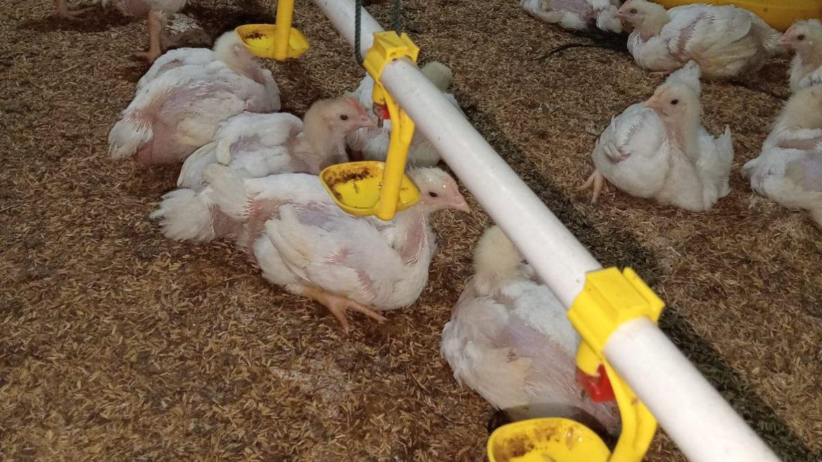 Potret pralon pengalir air minum ayam broiler, di mana untuk mengalirkan air menggunakan energi listrik.