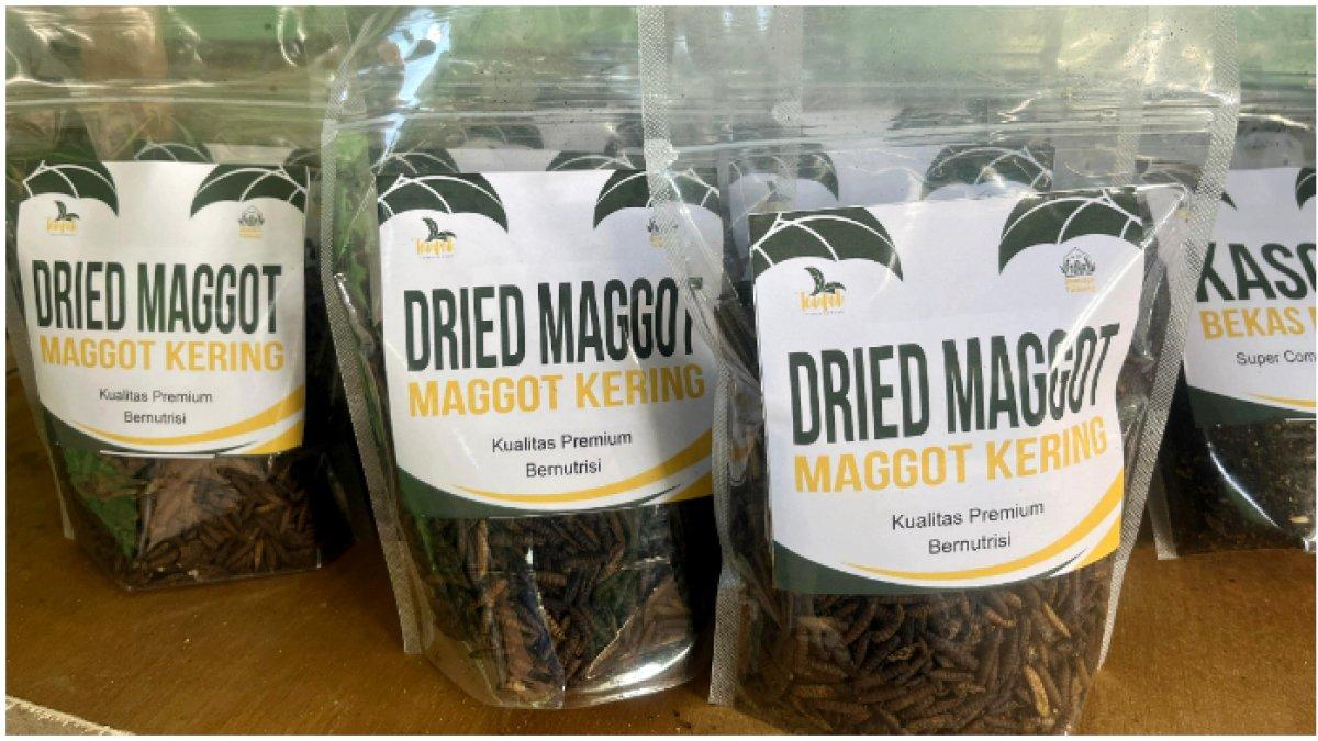 Produk maggot buatan BUMDes Tumang yang sudah dikemas dan siap dipasarkan.