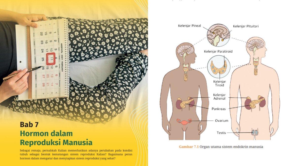 Halaman sampul bab 7 buku Biologi kelas 11 SMA kurikulum merdeka bertajuk Hormon dalam Reproduksi Manusia (kiri). Gambar 7.1 halaman 211 buku Biologi kelas 11 SMA kurikulum merdeka tentang organ utama sistem endokrin manusia (kanan). Terbaru, inilah kunci jawaban Biologi kelas 11 SMA halaman 213 dan 221 tentang hormon reproduksi manusia.