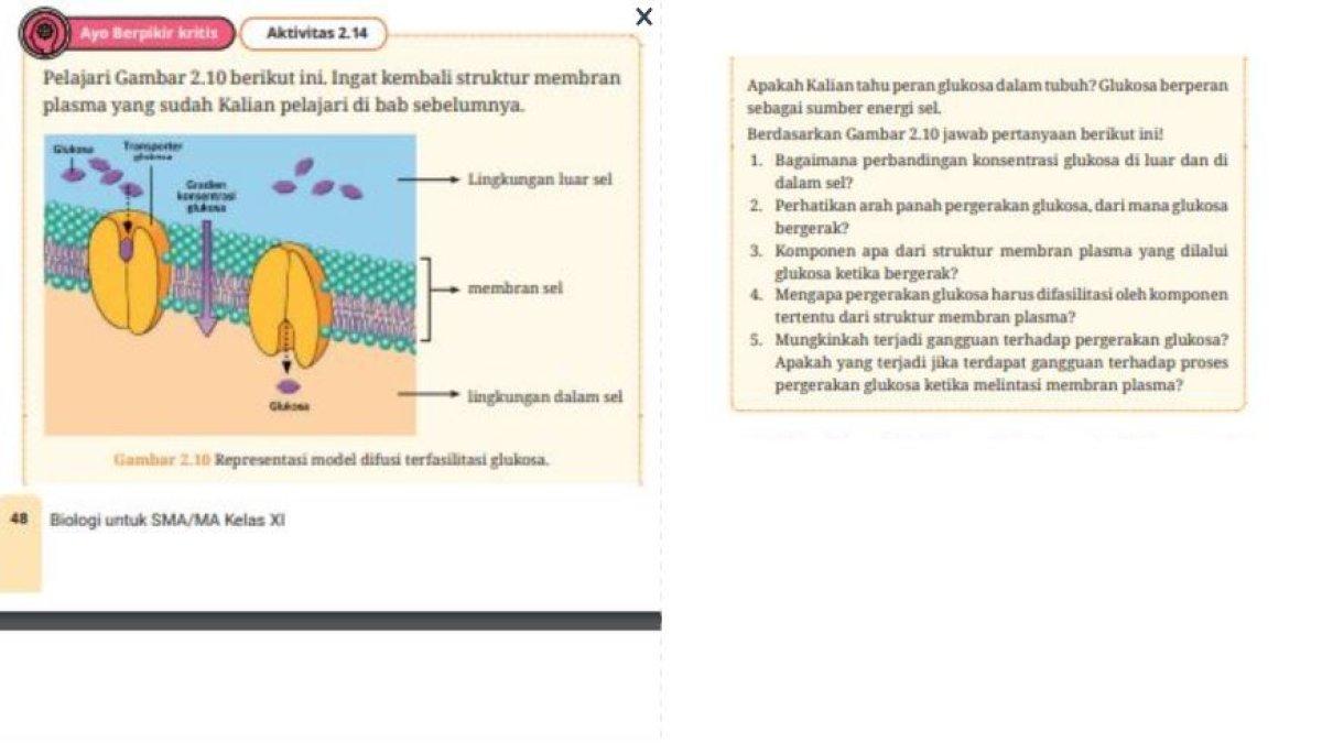 Soal (kiri) gambar soal (kanan) soal 1-4 Biologi Edisi 1 kelas 11 SMA Bab 2 Pergerakan Zat melalui Membran Sel Kurikulum Merdeka halaman 48-49.