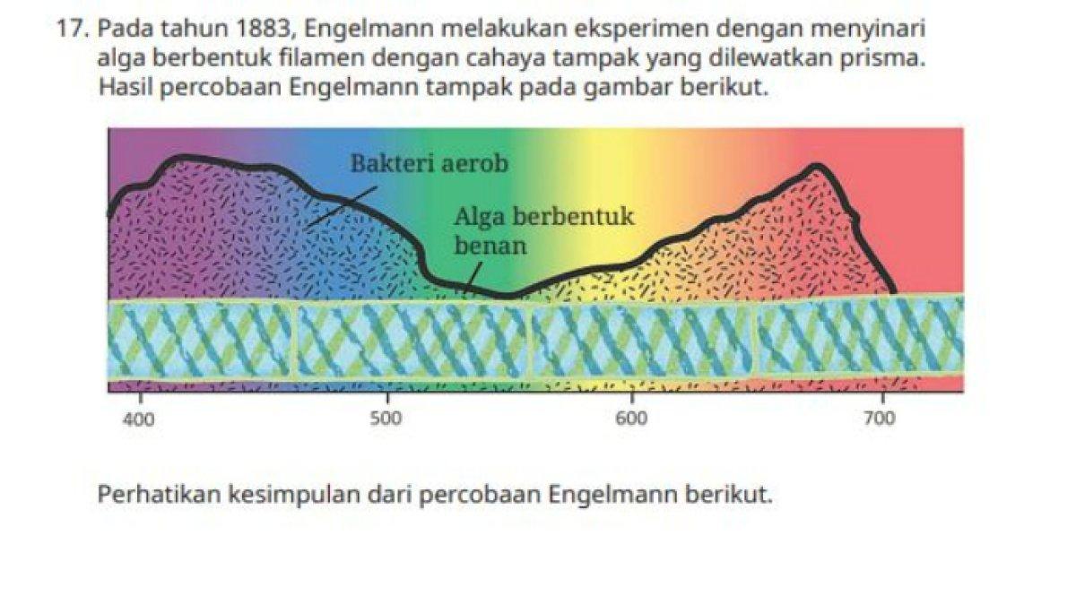 Soal Biologi untuk kelas 12 SMA halaman 50 nomor 17