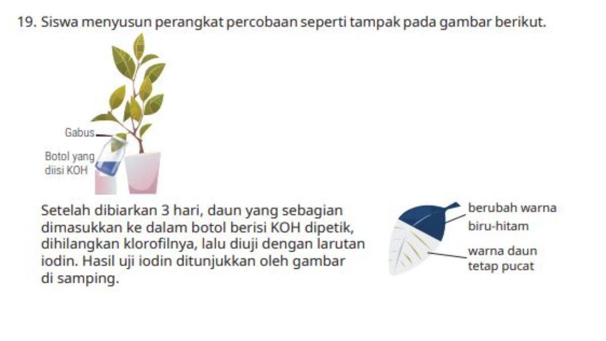 Soal nomor 19 berupa gambar mengenai perangkat percobaan siswa. Soal ini terdapat pada Buku Biologi Kelas 12 SMA halaman 54.