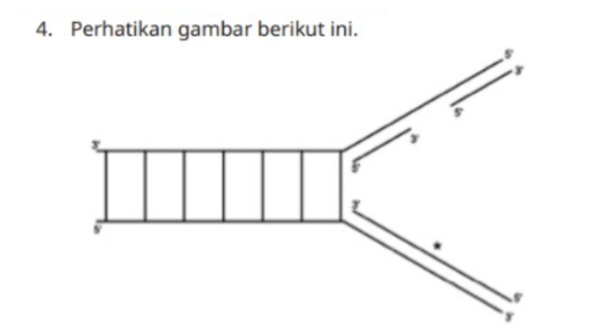 KUNCI JAWABAN - Soal nomor 4 buku Biologi untuk SMA kelas 12 Uji Kompetensi Bab 1