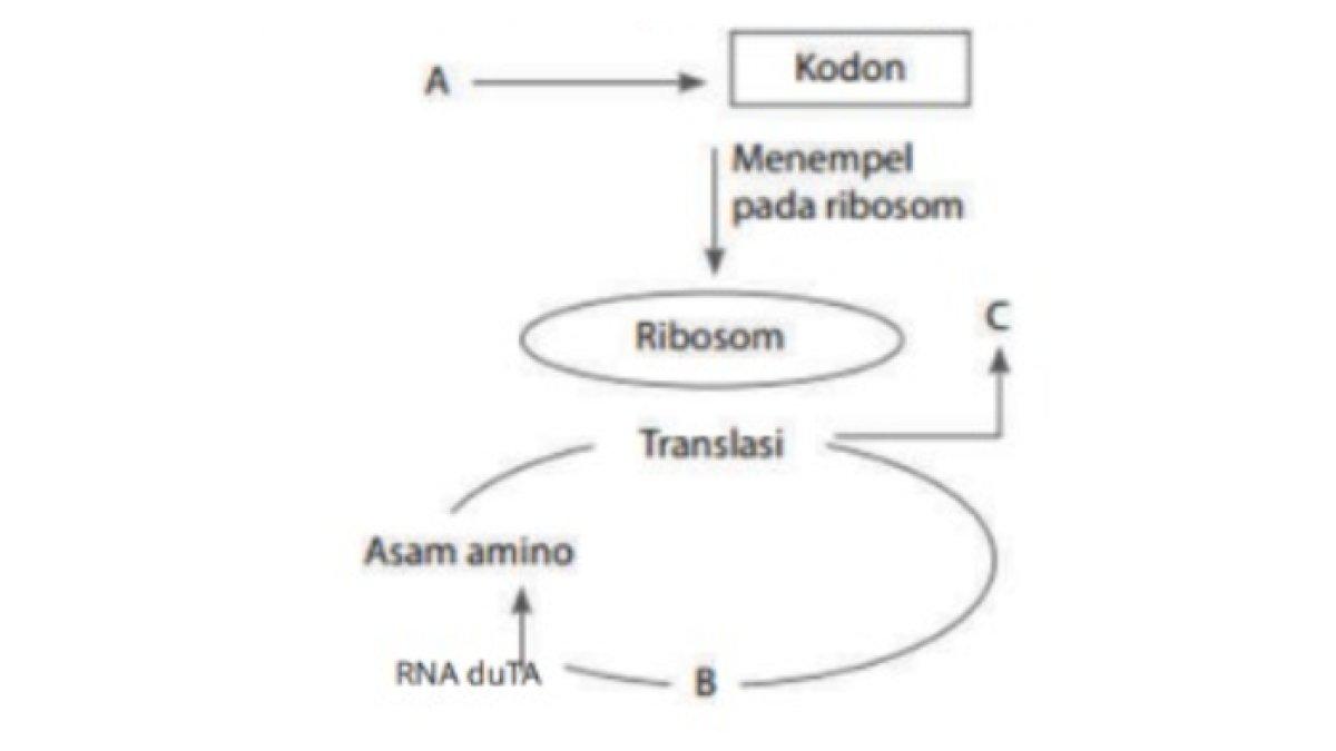 KUNCI JAWABAN - Soal nomor 9 buku Biologi SMA kelas 12 Uji Kompetensi Bab 2
