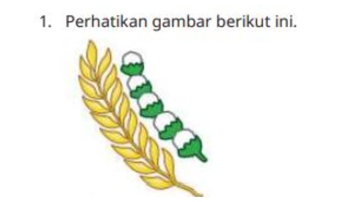 Soal pilihan ganda nomor 1, terdapat ilsutrasi padi dan kapas halaman 129. Soal ini terdapat pada bab 4 buku Pendidikan Pancasila SD/MI Kelas 4 Kurikulum Merdeka.