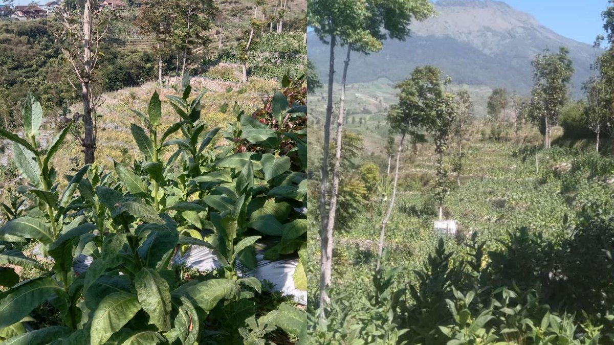 Tembakau Lereng Gunung di Temanggung 2