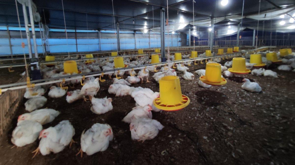 Potret ayam saat di kandang Teguh Ragil Farm yang berada di Cengklik, Sobokerto, Kecamatan Ngemplak, Kabupaten Boyolali, Jawa Tengah, Kamis (19/9/2024).