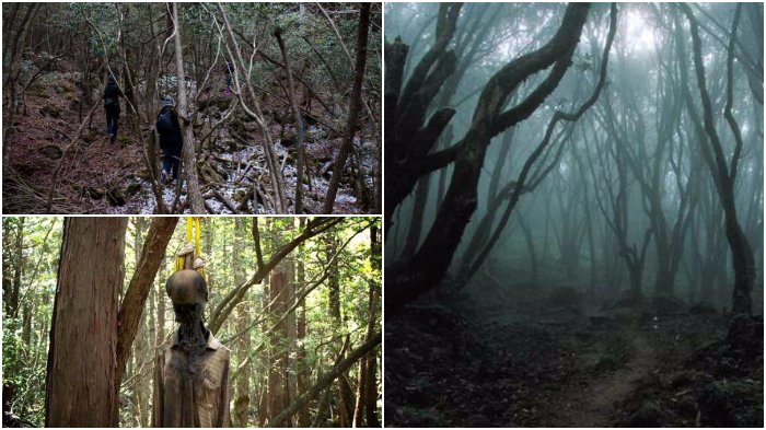 Aokigahara, Hutan Bunuh Diri di Jepang Jadi Salah Satu Destinasi Wisata