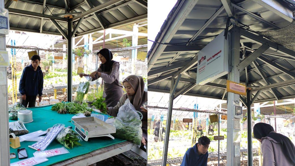Para pekerja Aa818_Hydroponic saat di tanah wakaf Pondok Pesantren Mahasiswa Tanwirul Fikr, Jebres, Solo, Jawa Tengah, Senin (30/9/2024).