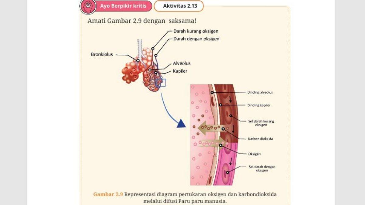 Soal Buku Biologi Kelas 11 Bab 2 Aktivitas 2.13 halaman 47, gambar 2.9